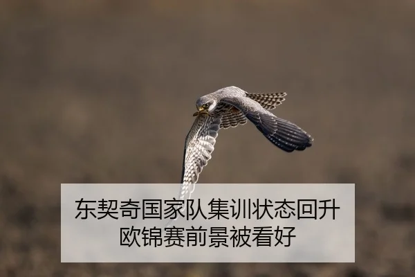 东契奇国家队集训状态回升 欧锦赛前景被看好